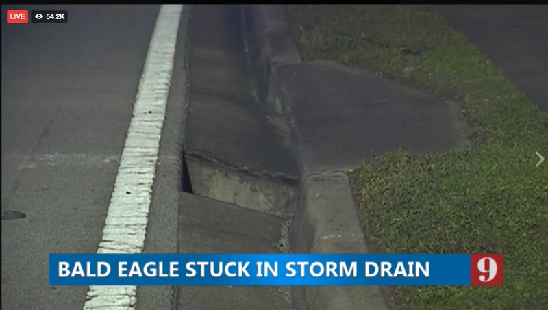 Illustration for article titled Two Bald Eagles Stuck in a Storm Drain Become Another Perfect Symbol For America in 2016